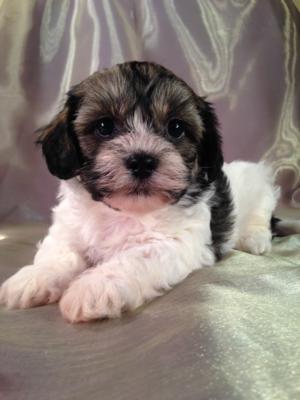 Sable and White Teddy Bears | Iowa Puppies for sale | Professional Breeder | Pups Ready End of May 2014 |